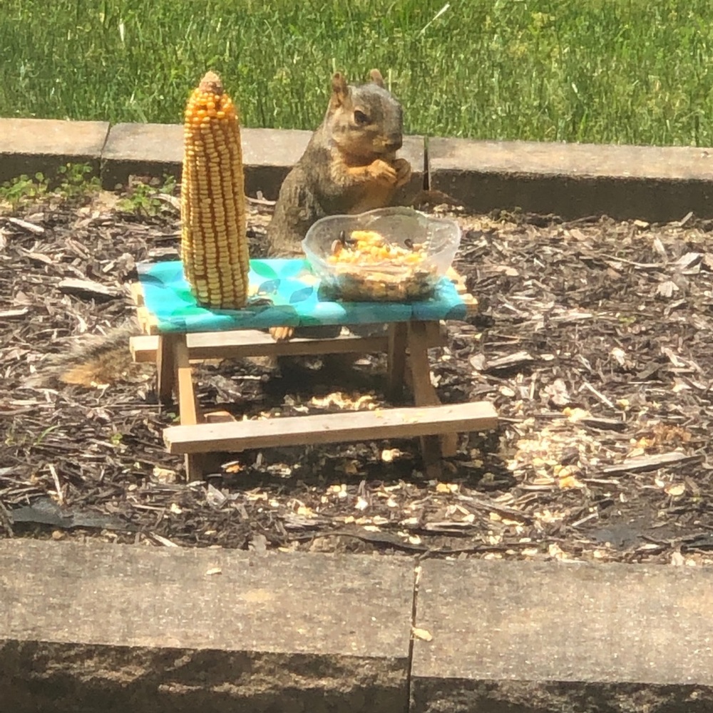 🐿 Squirrel Tables 🐿 - Picture 4 of 5